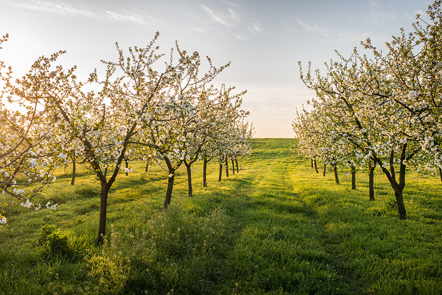 խնձորի այգի