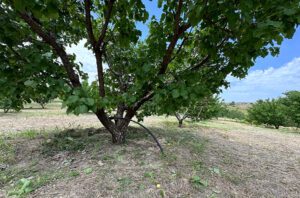 կաթիլային ոռոգում