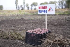 Կարտոֆիլի տեսակներ