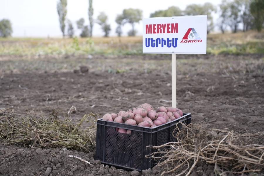 Կարտոֆիլի տեսակներ